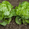 1000 GREAT LAKES LETTUCE Batavian Iceberg Lactuca Sativa Vegetable Seeds
