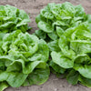 1000 GREAT LAKES LETTUCE Batavian Iceberg Lactuca Sativa Vegetable Seeds