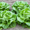 3000 WHITE BOSTON LETTUCE 12" Green Butterhead Lactuca Sativa Vegetable Seeds
