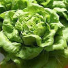 3000 WHITE BOSTON LETTUCE 12" Green Butterhead Lactuca Sativa Vegetable Seeds