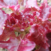 3000 RUBY LEAF LETTUCE Red Loose Leaf Heirloom Lactuca Sativa Vegetable Seeds