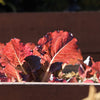 3000 RUBY LEAF LETTUCE Red Loose Leaf Heirloom Lactuca Sativa Vegetable Seeds