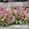 3000 RUBY LEAF LETTUCE Red Loose Leaf Heirloom Lactuca Sativa Vegetable Seeds