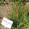 100 PURPLE LOVEGRASS Eragrostis Spectabilis Native Love Grass Flower Seeds