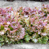 3000 PRIZEHEAD LETTUCE Loose Leaf Early Prize Head Red Lactuca Vegetable Seeds