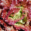 3000 PRIZEHEAD LETTUCE Loose Leaf Early Prize Head Red Lactuca Vegetable Seeds