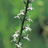 300 PALESPIKE LOBELIA Upright Light Blue Pale Spiked Spicata Flower Seeds