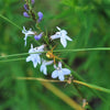 300 PALESPIKE LOBELIA Upright Light Blue Pale Spiked Spicata Flower Seeds