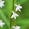300 PALESPIKE LOBELIA Upright Light Blue Pale Spiked Spicata Flower Seeds