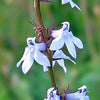 300 PALESPIKE LOBELIA Upright Light Blue Pale Spiked Spicata Flower Seeds
