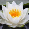 3 Organic Mixed Colors LOTUS Nelumbo Nucifera Pond Water Lily Lilypad Blue Red Flower Large Seeds