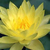 3 Organic Mixed Colors LOTUS Nelumbo Nucifera Pond Water Lily Lilypad Blue Red Flower Large Seeds
