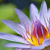 3 Organic Mixed Colors LOTUS Nelumbo Nucifera Pond Water Lily Lilypad Blue Red Flower Large Seeds