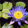3 Organic Mixed Colors LOTUS Nelumbo Nucifera Pond Water Lily Lilypad Blue Red Flower Large Seeds
