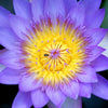 3 Organic Mixed Colors LOTUS Nelumbo Nucifera Pond Water Lily Lilypad Blue Red Flower Large Seeds