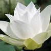 3 Organic Mixed Colors LOTUS Nelumbo Nucifera Pond Water Lily Lilypad Blue Red Flower Large Seeds