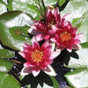 3 Organic Mixed Colors LOTUS Nelumbo Nucifera Pond Water Lily Lilypad Blue Red Flower Large Seeds