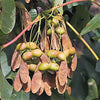 25 SUGAR MAPLE Syrup TREE Native Rock Fall Color Acer Saccharum Seeds
