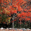 25 SUGAR MAPLE Syrup TREE Native Rock Fall Color Acer Saccharum Seeds