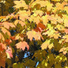 25 SUGAR MAPLE Syrup TREE Native Rock Fall Color Acer Saccharum Seeds