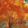 25 SUGAR MAPLE Syrup TREE Native Rock Fall Color Acer Saccharum Seeds