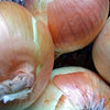 400 Texas EARLY GRANO ONION Large Sweet Yellow Allium Cepa Vegetable Seeds