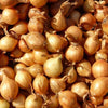 400 Texas EARLY GRANO ONION Large Sweet Yellow Allium Cepa Vegetable Seeds