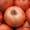 400 Texas EARLY GRANO ONION Large Sweet Yellow Allium Cepa Vegetable Seeds