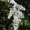 100 White OCEANSPRAY Shrub Creambush Mountain Spray Holodiscus Flower Seeds