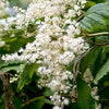 100 White OCEANSPRAY Shrub Creambush Mountain Spray Holodiscus Flower Seeds