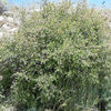 100 White OCEANSPRAY Shrub Creambush Mountain Spray Holodiscus Flower Seeds