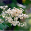 100 White OCEANSPRAY Shrub Creambush Mountain Spray Holodiscus Flower Seeds