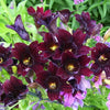 25 Chilean BLACK PAINTED TONGUE Salpiglossis Sinuata Paisley Flower Seeds