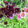 25 Chilean BLACK PAINTED TONGUE Salpiglossis Sinuata Paisley Flower Seeds