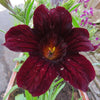 25 Chilean BLACK PAINTED TONGUE Salpiglossis Sinuata Paisley Flower Seeds
