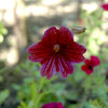 25 Chilean BLACK PAINTED TONGUE Salpiglossis Sinuata Paisley Flower Seeds