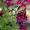 25 Chilean BLACK PAINTED TONGUE Salpiglossis Sinuata Paisley Flower Seeds