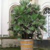 5 MEDITERRANEAN FAN PALM European Dwarf Tree Shrub Chamaerops Humilis Seeds