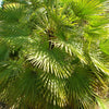 5 MEDITERRANEAN FAN PALM European Dwarf Tree Shrub Chamaerops Humilis Seeds