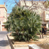 5 MEDITERRANEAN FAN PALM European Dwarf Tree Shrub Chamaerops Humilis Seeds