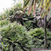 5 MEDITERRANEAN FAN PALM European Dwarf Tree Shrub Chamaerops Humilis Seeds
