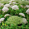 10 Madeira GIANT BLACK PARSLEY Parsnip Palm Melanoselinum Decipiens Flower Seeds