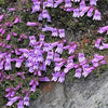 50 ALPINE PENSTEMON Davidsonii Davidson's Beardtongue Purple Flower Seeds