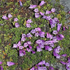 50 ALPINE PENSTEMON Davidsonii Davidson's Beardtongue Purple Flower Seeds