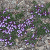 50 ALPINE PENSTEMON Davidsonii Davidson's Beardtongue Purple Flower Seeds