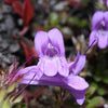 50 ALPINE PENSTEMON Davidsonii Davidson's Beardtongue Purple Flower Seeds