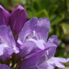 50 ALPINE PENSTEMON Davidsonii Davidson's Beardtongue Purple Flower Seeds