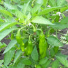 50 GREEK GOLDEN PEPPER Pepperoncini Gold Yellow Capsicum Annuum Vegetable Seeds