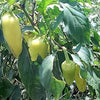 50 GREEK GOLDEN PEPPER Pepperoncini Gold Yellow Capsicum Annuum Vegetable Seeds