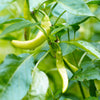 50 GREEK GOLDEN PEPPER Pepperoncini Gold Yellow Capsicum Annuum Vegetable Seeds